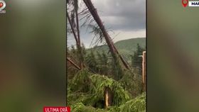 VIDEO O pădure din Maramureș a fost distrusă de furtună. Copacii au fost rupți de la jumătate